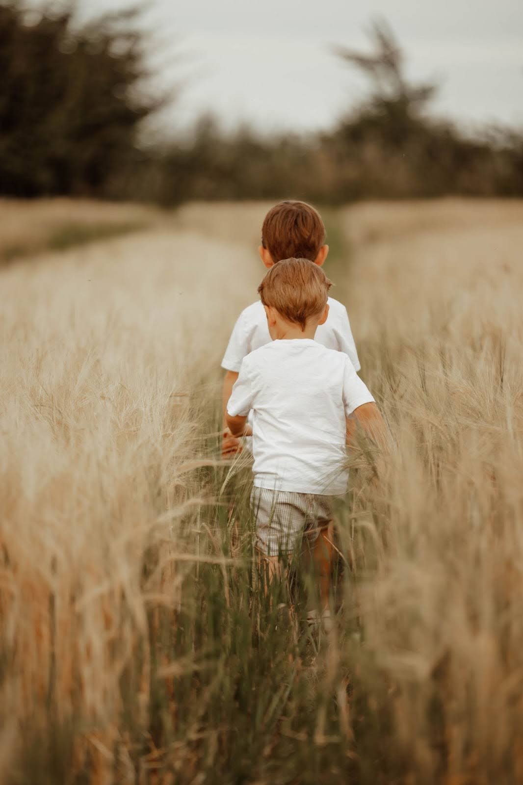 Two boys walking through a wheat field